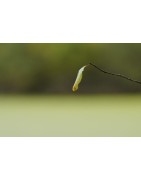 Minimalisme